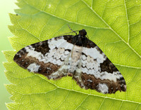 70.128 BF1784 Pretty Chalk Carpet Melanthia procellata