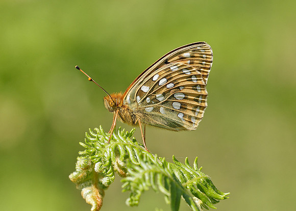 Dark Green fritillary Argynnis aglaja