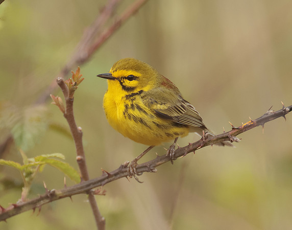 Prairie Warbler Setophaga discolor
