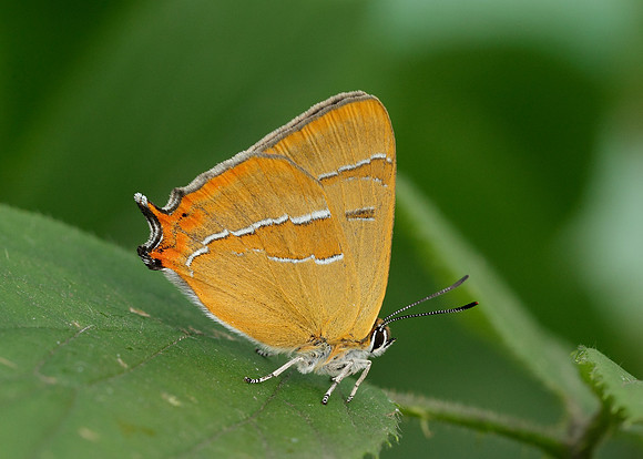 Brown Hairstreak Thecla betulae
