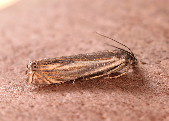 63.086 BF1301 Crambus lathoniellus