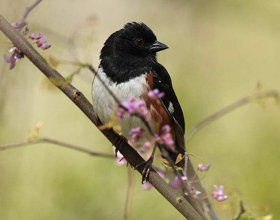 Eastern Towhee Pipilo erythrophthalmus