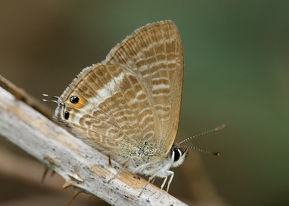 Long-tailed Blue Lampides boeticus