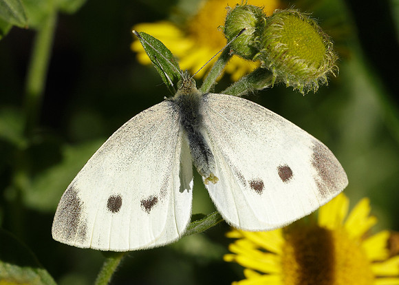 Small White Pieris rapae
