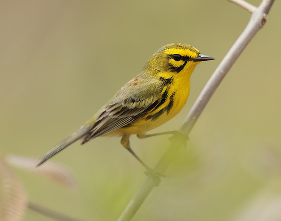 Prairie Warbler Setophaga discolor