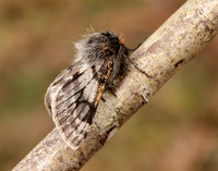 70.249 BF1929 Rannoch Brindled Beauty Lycia lapponaria