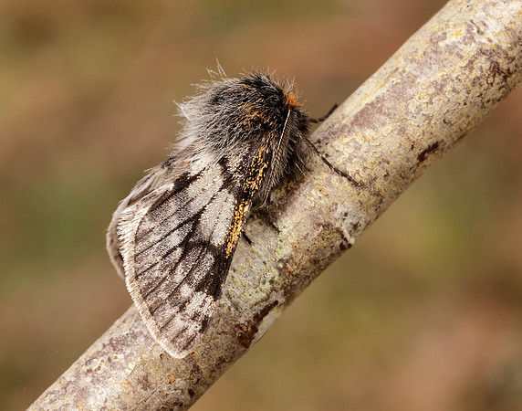 70.249 BF1929 Rannoch Brindled Beauty Lycia lapponaria