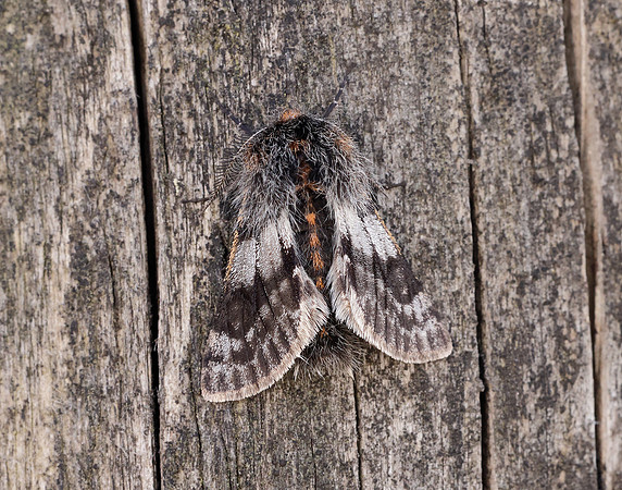 70.249 BF1929 Rannoch Brindled Beauty Lycia lapponaria