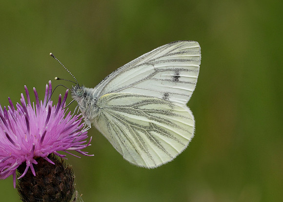 Green-veined White Pieris napi