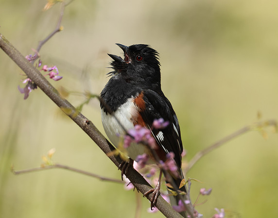 Eastern Towhee Pipilo erythrophthalmus