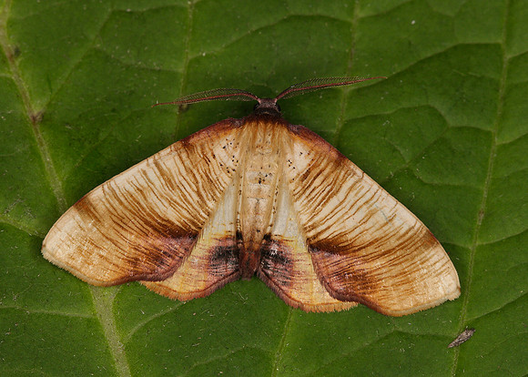 Scorched Wing Plagodis dolabraria
