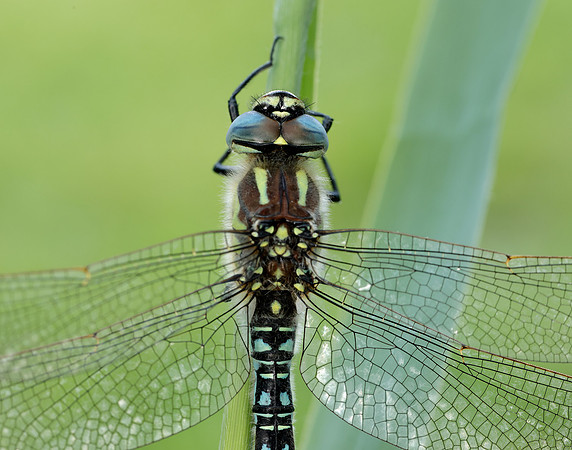 Hairy Dragonfly Brachytron pratense