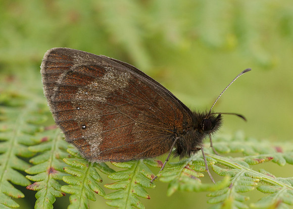 Scotch Argus Erebia aethiops