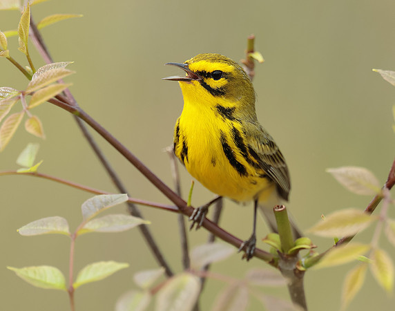 Prairie Warbler Setophaga discolor