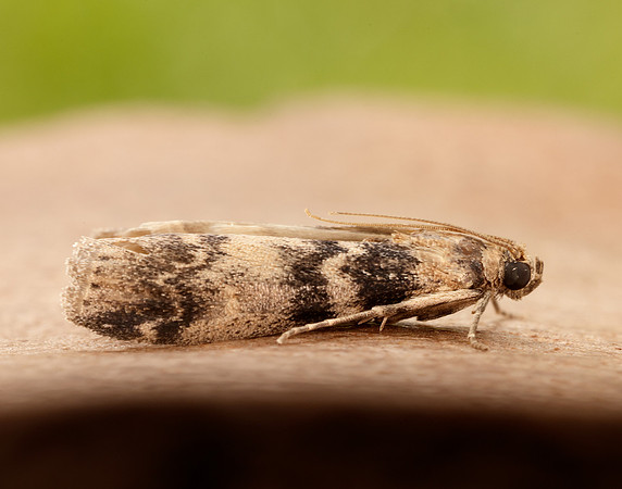 62.048 BF1470 Euzophera pinguis