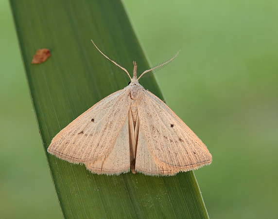 72.052 BF2493 Dotted Fan-foot Macrochilo cribrumalis