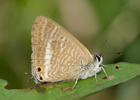 Long-tailed Blue Lampides boeticus