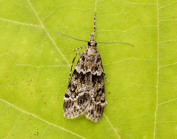 63.074 BF1344 Eudonia mercurella