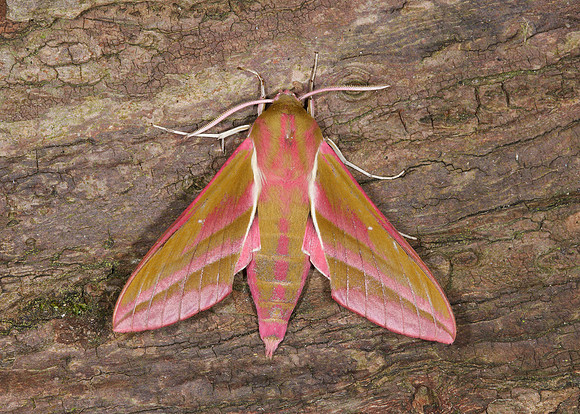 69.016 BF1991 Elephant Hawk-moth Deilephila elpenor
