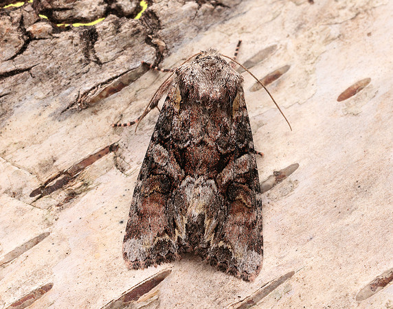 73.265 BF2156 Beautiful Brocade Lacanobia contigua