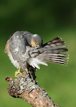 Sparrowhawk Accipiter nisus