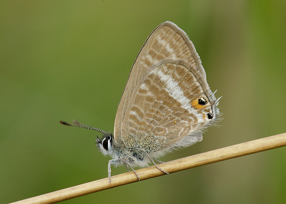 Long-tailed Blue Lampides boeticus