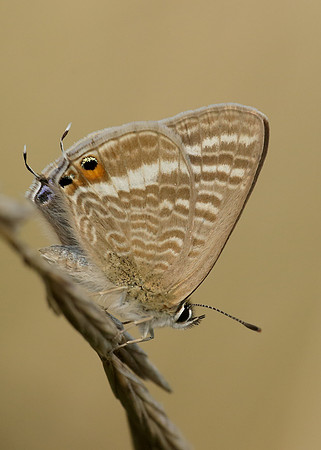 Long-tailed Blue Lampides boeticus
