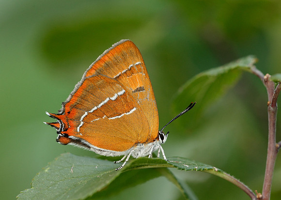 Brown Hairstreak Thecla betulae