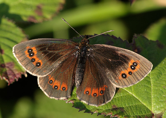 Scotch Argus Erebia aethiops