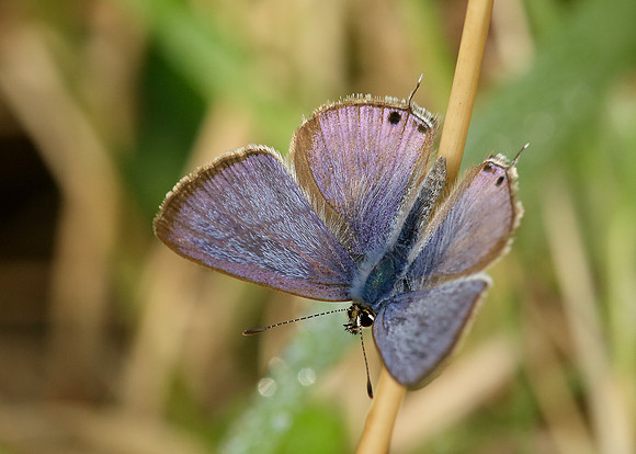 Long-tailed Blue Lampides boeticus