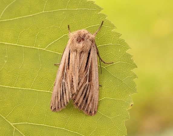 73.301 BF2205 Shoulder-striped Wainscot Leucania comma