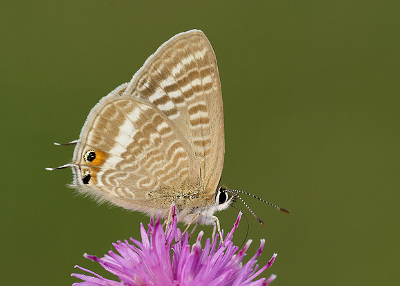 Long-tailed Blue Lampides boeticus