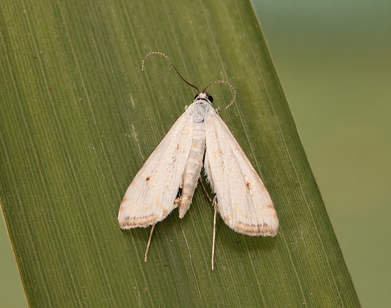63.116 BF1354 Small China-mark Cataclysta lemnata