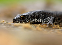 Great Crested Newt Triturus cristatus;