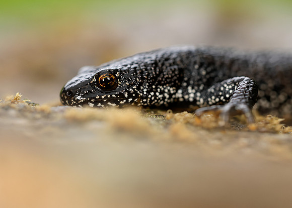 Great Crested Newt Triturus cristatus;