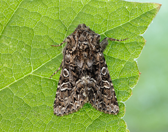 73.286 BF2167 Tawny Shears Hadena perplexa