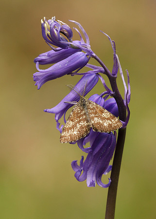 Common Heath Ematurga atomaria
