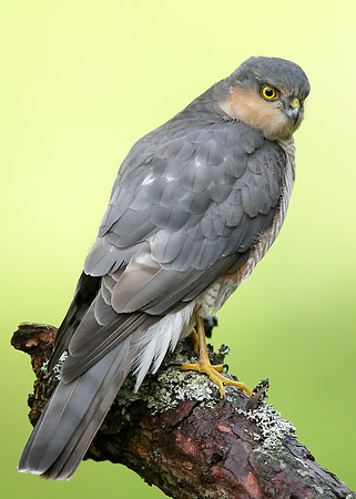 Sparrowhawk Accipiter nisus