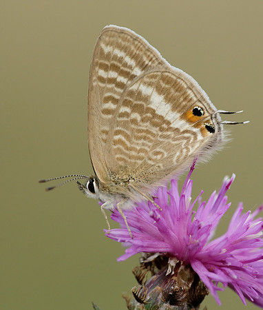 Long-tailed Blue Lampides boeticus