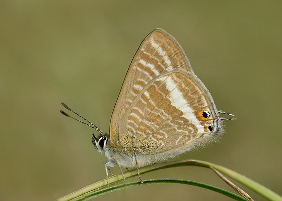 Long-tailed Blue Lampides boeticus
