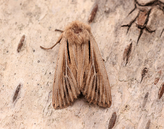 73.301 BF2205 Shoulder-striped Wainscot Leucania comma