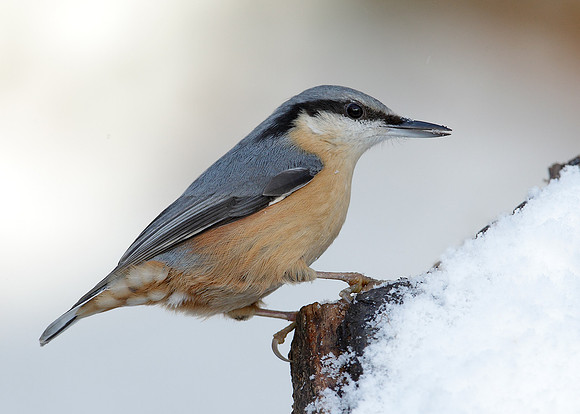 Nuthatch Sitta europaea