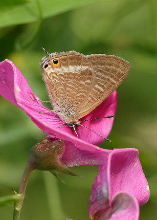 Long-tailed Blue Lampides boeticus