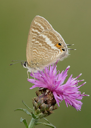 Long-tailed Blue Lampides boeticus