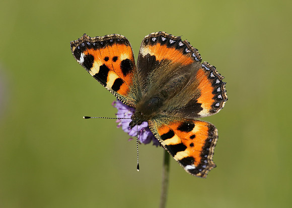 Small Tortoiseshell Aglais urticae