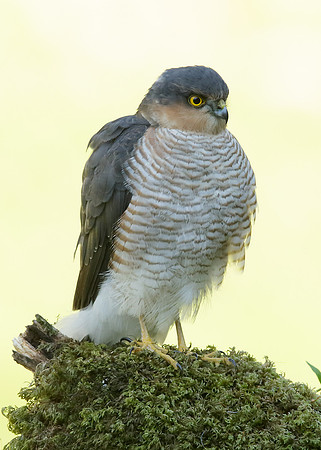 Sparrowhawk Accipiter nisus