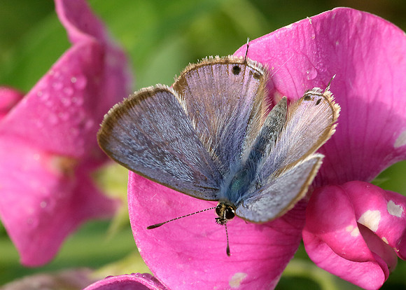 Long-tailed Blue Lampides boeticus