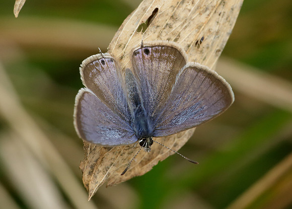 Long-tailed Blue Lampides boeticus