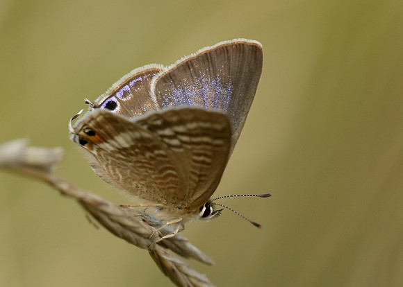 Long-tailed Blue Lampides boeticus