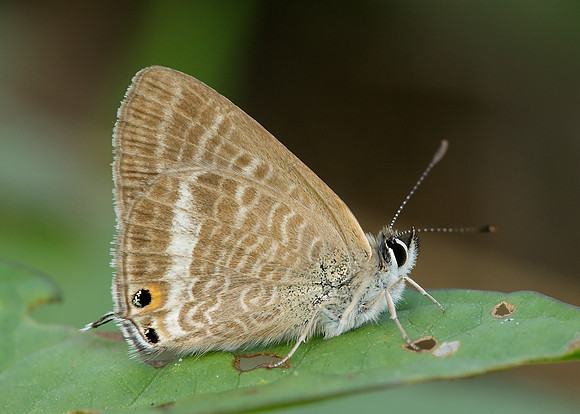 Long-tailed Blue Lampides boeticus